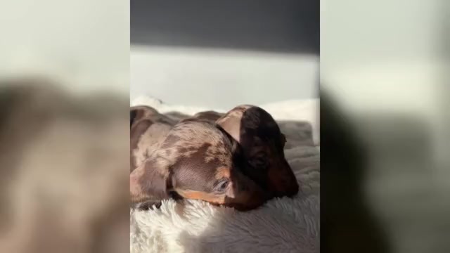 Video preview image #2 Dachshund Puppy For Sale in JOHNSTON, RI, USA