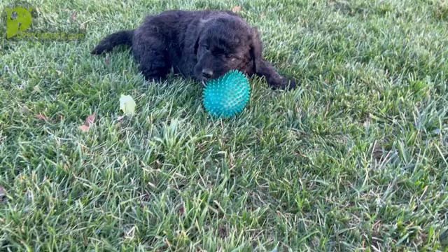 Video preview image #3 Goldendoodle Puppy For Sale in KNOB NOSTER, MO, USA