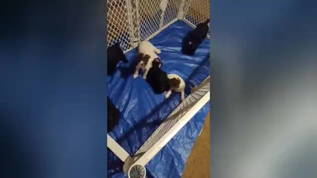 Video preview image #3 Schnauzer (Miniature) Puppy For Sale in ENID, OK, USA
