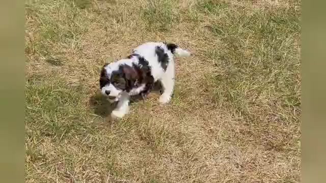 Video preview image #1 Cavapoo Puppy For Sale in WARSAW, IN, USA