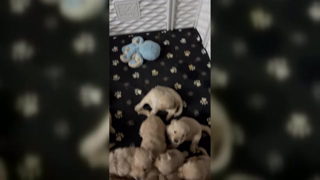 Video preview image #1 Golden Retriever Puppy For Sale in DETROIT, MI, USA