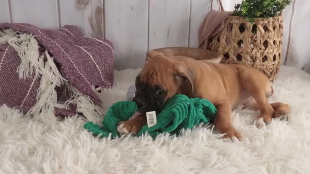 Video preview image #1 Boxer Puppy For Sale in SHIPSHEWANA, IN, USA