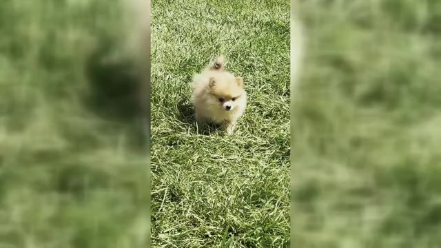 Video preview image #1 Pomeranian Puppy For Sale in WARSAW, IN, USA