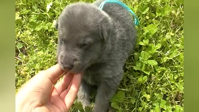 Video preview image #1 German Shepherd Dog Puppy For Sale in PIEDMONT, MO, USA