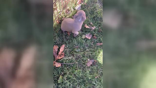 Video preview image #1 Boston Terrier Puppy For Sale in ATWOOD, OK, USA