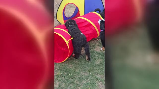 Video preview image #14  Breeder Profile in SALMON, ID, USA