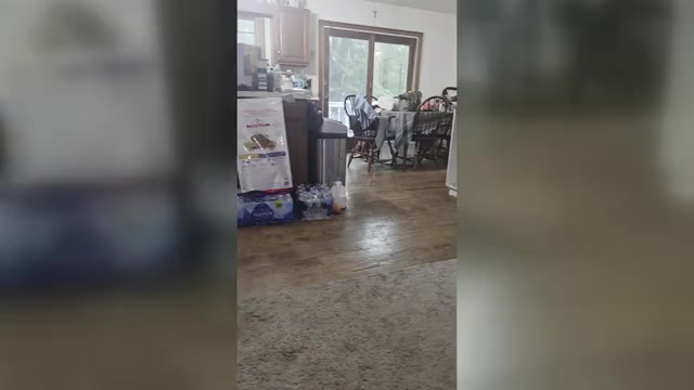 Video preview image #16 Pug Puppy For Sale in HILLSDALE, MI, USA