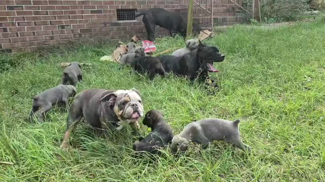 Video preview image #4 Cane Corso Puppy For Sale in COLUMBIA, SC, USA