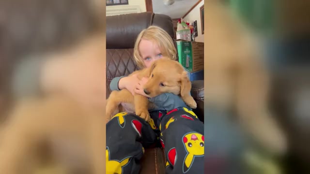 Video preview image #2 Golden Retriever Puppy For Sale in NEOLA, WV, USA