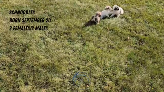 Video preview image #3 Schnoodle (Miniature) Puppy For Sale in GOSHEN, IN, USA