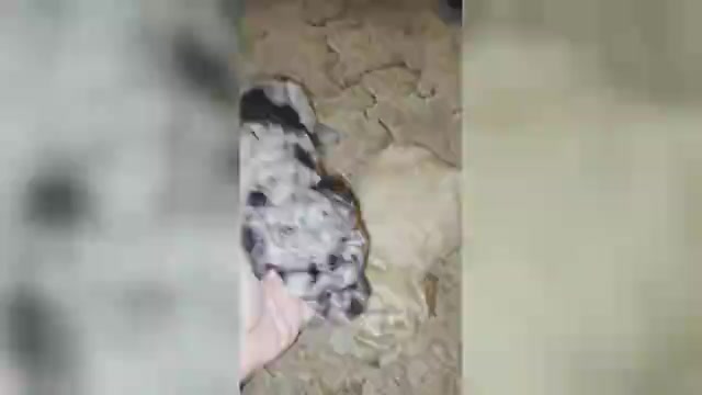 Video preview image #2 Poodle (Toy) Puppy For Sale in DYERSBURG, TN, USA