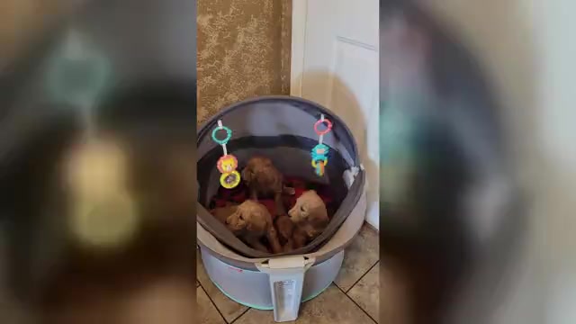 Video preview image #2 Goldendoodle mix (+ Poodle Standard) Puppy For Sale in JACKSBORO, TX, USA