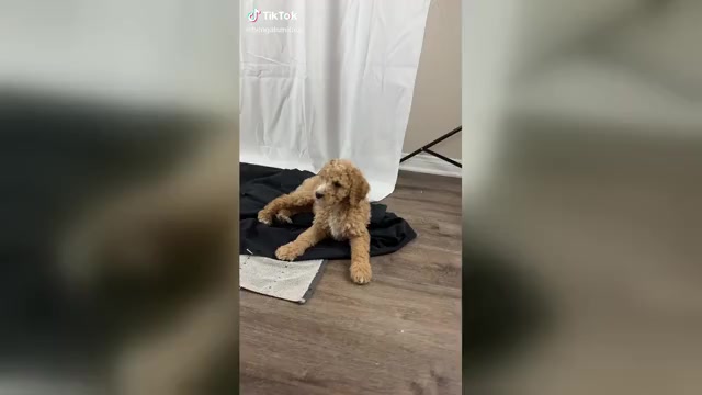 Video preview image #1 Goldendoodle Puppy For Sale in HESPERIA, CA, USA