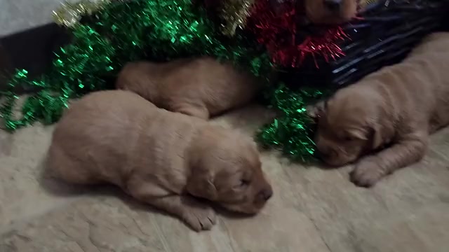 Video preview image #1 Golden Retriever Puppy For Sale in GREENWOOD, WI, USA