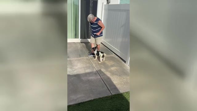 Video preview image #1 Schnauzer (Miniature) Puppy For Sale in MORENO VALLEY, CA, USA