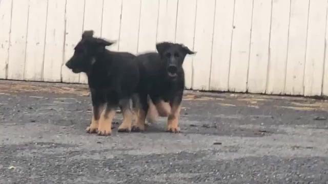 Video preview image #3 German Shepherd Dog Puppy For Sale in NEWVILLE, PA, USA