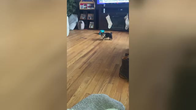 Video preview image #2 Yorkshire Terrier Puppy For Sale in PRAIRIE DU CHIEN, WI, USA
