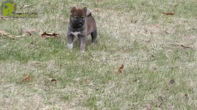 Video preview image #3 Shiba Inu Puppy For Sale in THREE RIVERS, MI, USA