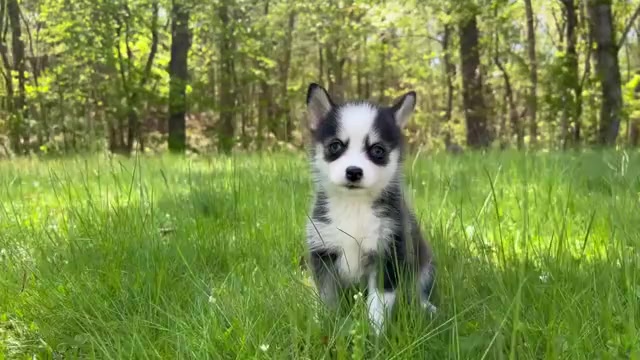 Video preview image #2 Pomsky Puppy For Sale in DRACUT, MA, USA