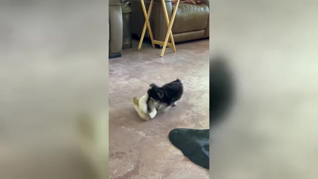 Video preview image #1 Morkie Puppy For Sale in CASSVILLE, MO, USA
