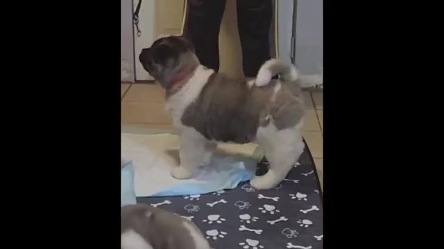 Video preview image #1  Breeder Profile in COLUMBUS, OH, USA