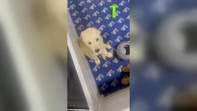 Video preview image #1 Golden Retriever Puppy For Sale in MAGNOLIA, TX, USA