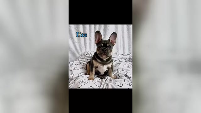 Video preview image #1  Breeder Profile in KALISPELL, MT, USA