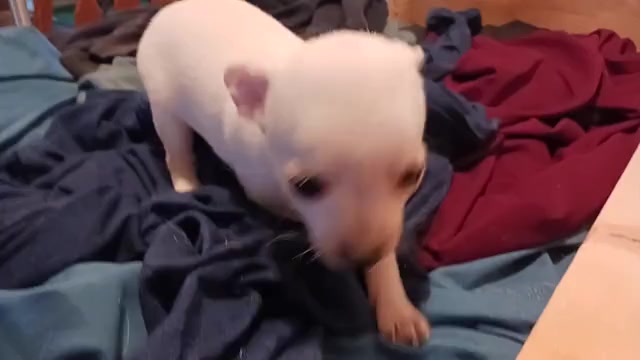 Video preview image #11 Chihuahua Puppy For Sale in BELLE FOURCHE, SD, USA