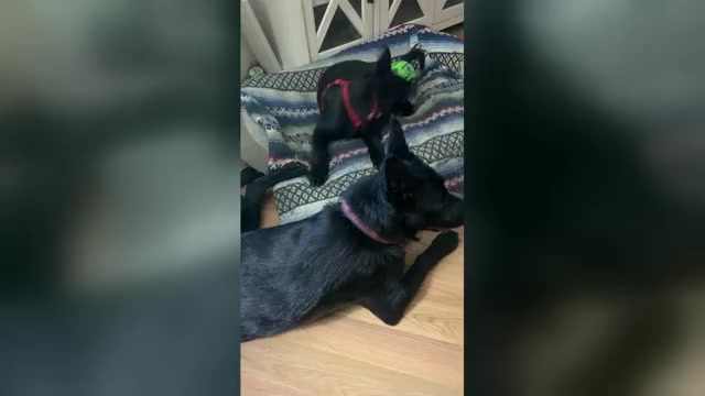 Video preview image #1 German Shepherd Dog Puppy For Sale in BOKOSHE, OK, USA
