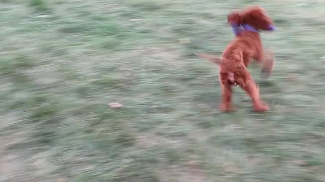 Video preview image #1 Cavapoo (Miniature) Puppy For Sale in SYRACUSE, IN, USA