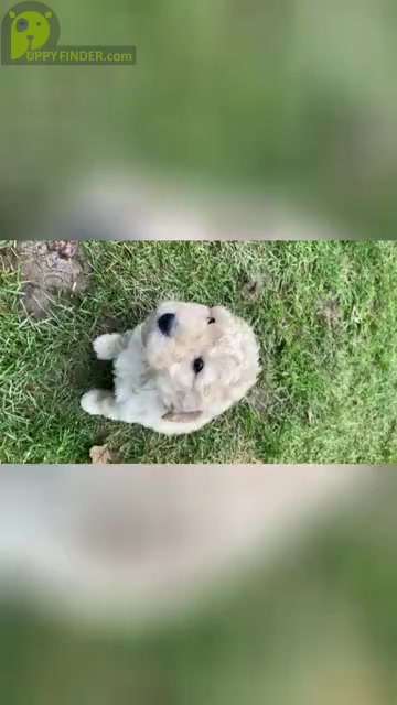 Video preview image #6 Aussiedoodle Miniature  Puppy For Sale in COMMERCE, MI, USA