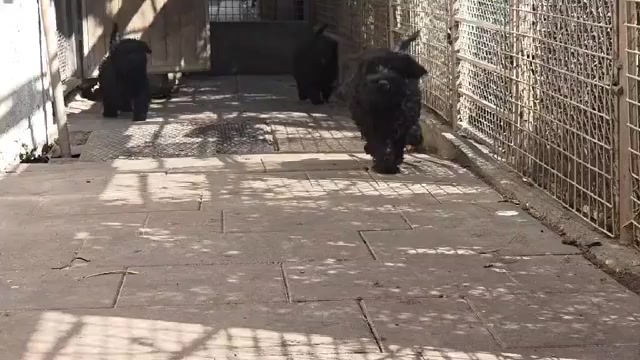 Video preview image #3 Schnauzer (Miniature) Puppy For Sale in Hatvan, Heves, Hungary