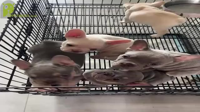 Video preview image #1 French Bulldog Puppy For Sale in LEHIGH ACRES, FL, USA