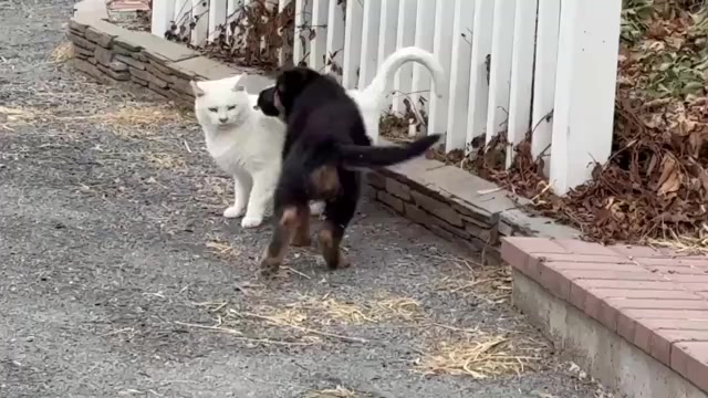 Video preview image #1 German Shepherd Dog Puppy For Sale in NEWVILLE, PA, USA