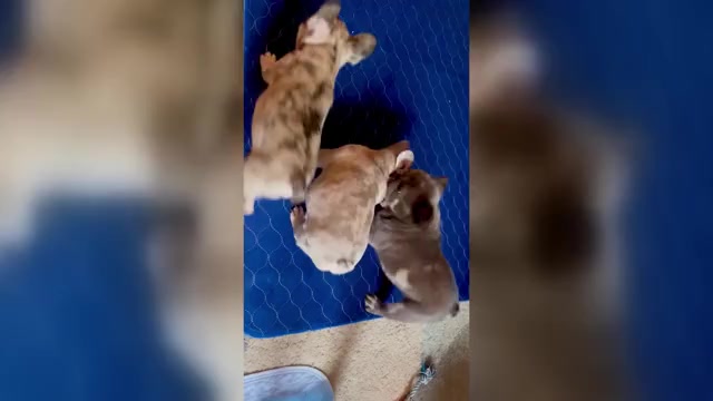 Video preview image #3 French Bulldog Puppy For Sale in PHILADELPHIA, PA, USA