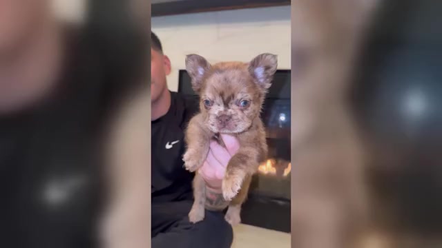 Video preview image #1 French Bulldog Puppy For Sale in SAN DIEGO, CA, USA