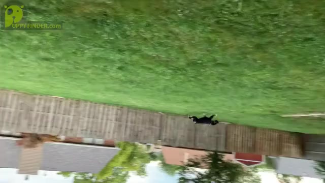 Video preview image #2 Schnauzer (Giant) Puppy For Sale in DAYTON, OH, USA