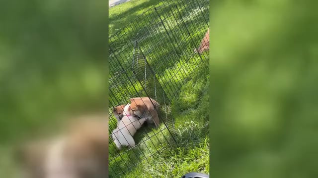Video preview image #1 Shiba Inu Puppy For Sale in PLAINFIELD, IL, USA