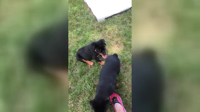 Video preview image #2 Rottweiler Puppy For Sale in JACKSON, NJ, USA
