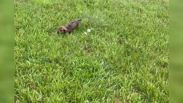 Video preview image #1 Dachshund Puppy For Sale in WARSAW, IN, USA