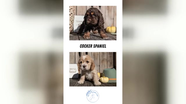 Video preview image #1 Cocker Spaniel Puppy For Sale in GOSHEN, IN, USA