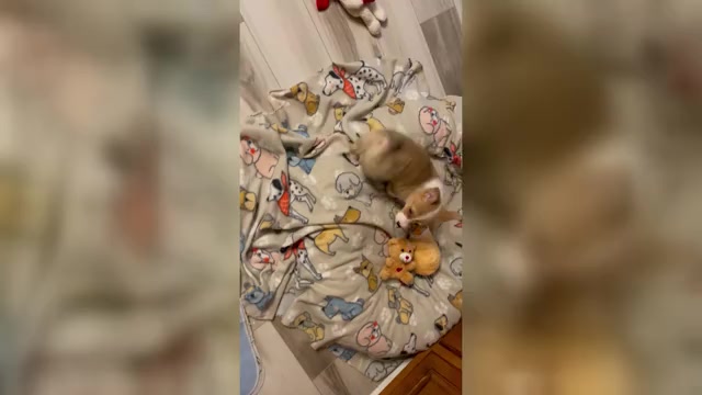 Video preview image #1 Pembroke Welsh Corgi Puppy For Sale in GUTHRIE, KY, USA
