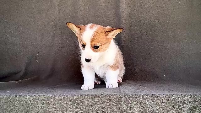 Video preview image #3 Pembroke Welsh Corgi Puppy For Sale in WAKARUSA, IN, USA