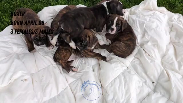 Video preview image #2 Boxer Puppy For Sale in GOSHEN, IN, USA