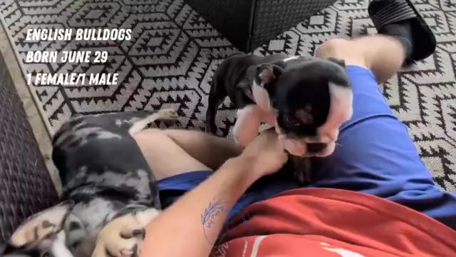 Video preview image #3 English Bulldog Puppy For Sale in GOSHEN, IN, USA