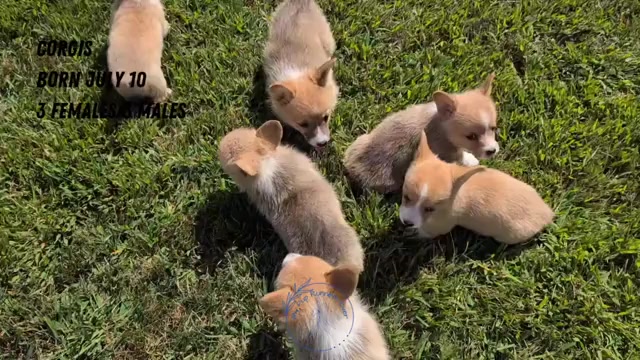 Video preview image #1 Pembroke Welsh Corgi Puppy For Sale in GOSHEN, IN, USA