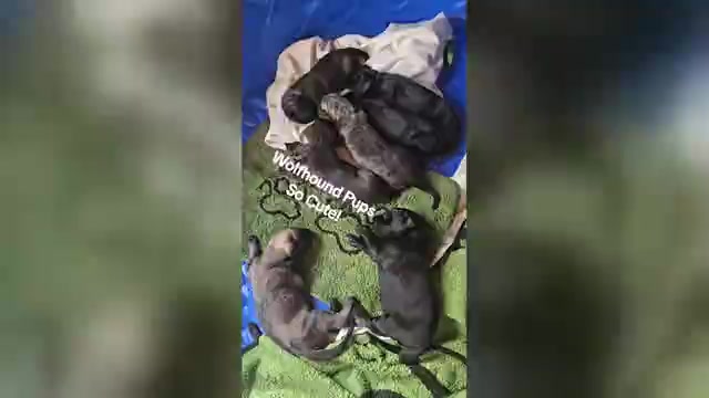 Video preview image #1  Breeder Profile in MATHIS, TX, USA
