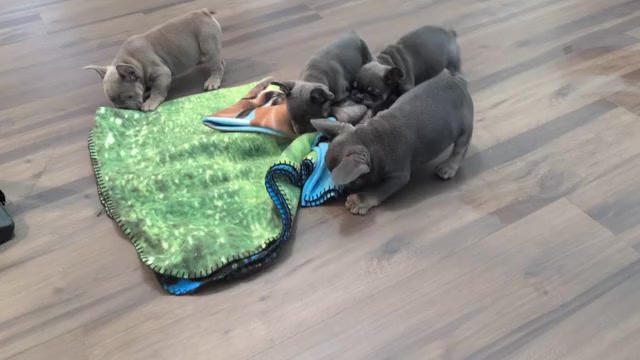 Video preview image #2 French Bulldog Puppy For Sale in GOSHEN, IN, USA