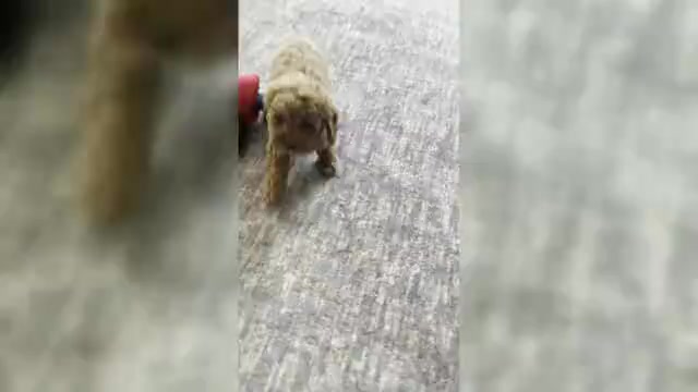 Video preview image #1 Cavapoo (Miniature) Puppy For Sale in WARSAW, IN, USA