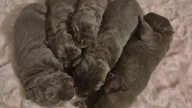 Video preview image #24 Cane Corso Puppy For Sale in COLUMBIA, SC, USA